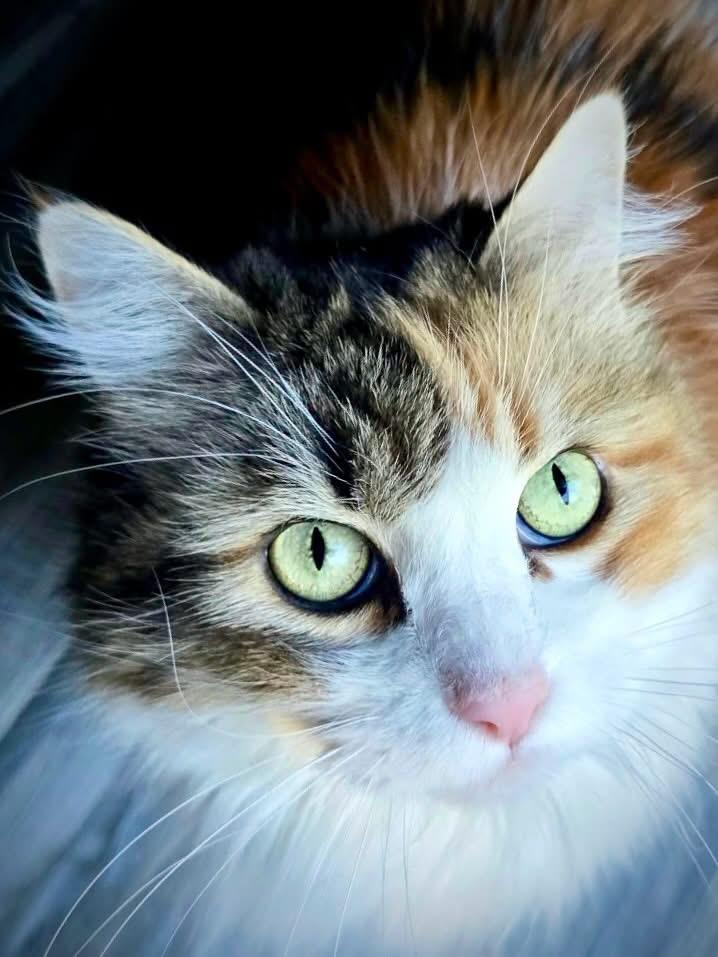 Nessa, Adoptable, Adult Female Domestic Long Hair & Maine Coon.