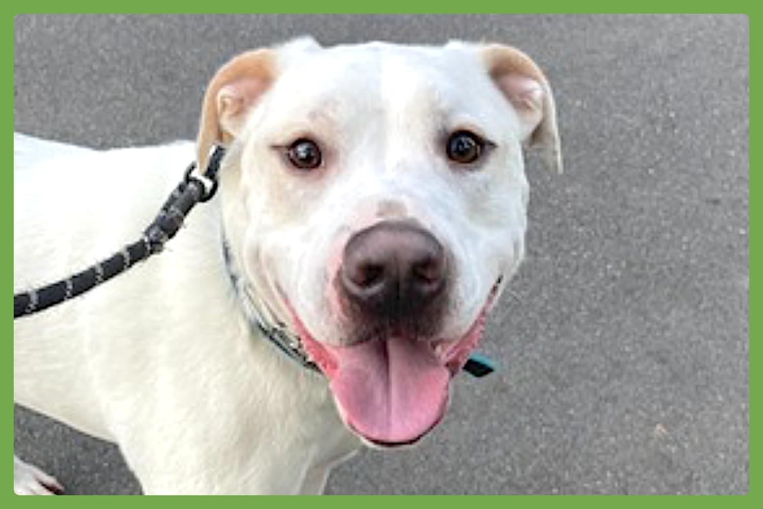 Enlarge Bucky, a Adoptable mixed breed in Baltimore, MD image 1/6