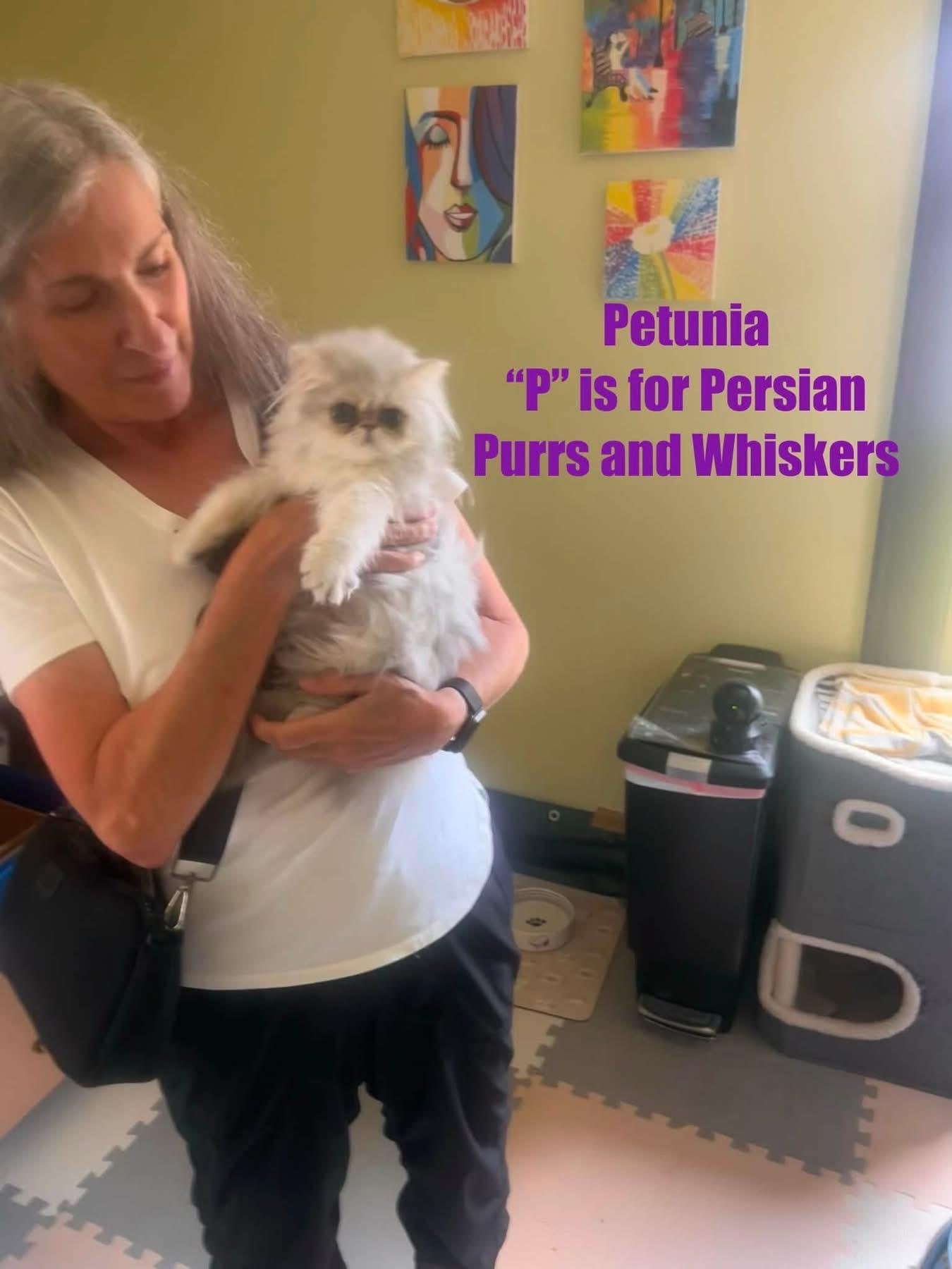 Petunia, adopted, Kitten Female Domestic Long Hair.
