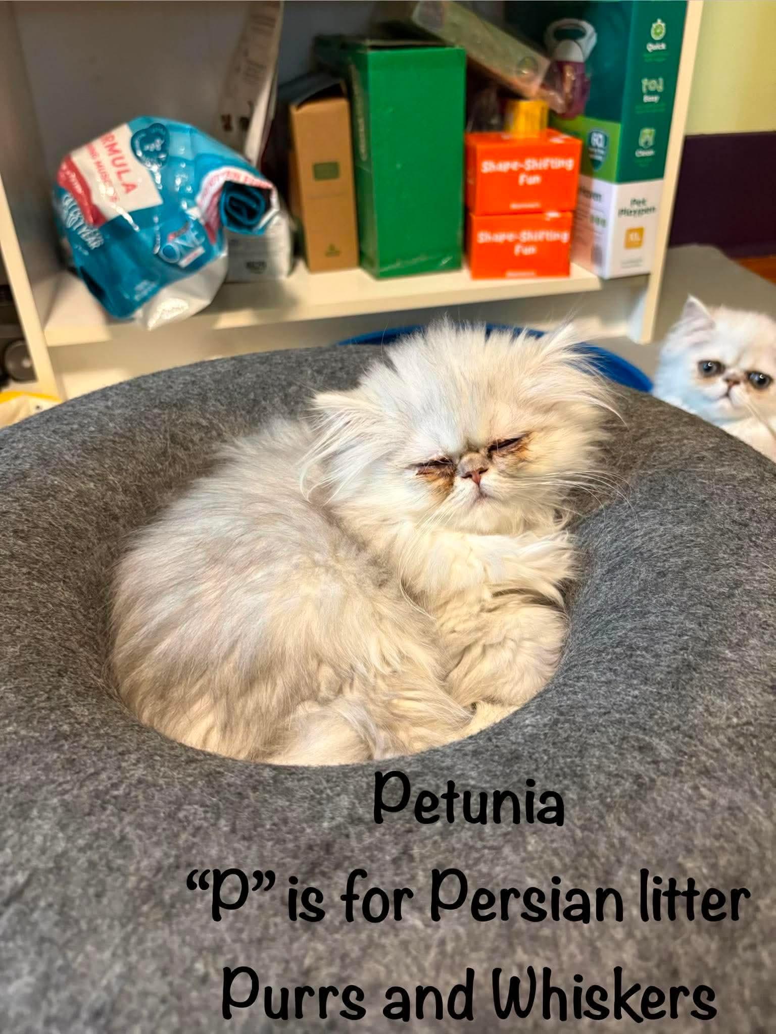 Enlarge Petunia, an adopted Domestic Long Hair in New Hartford, NY image 2/2