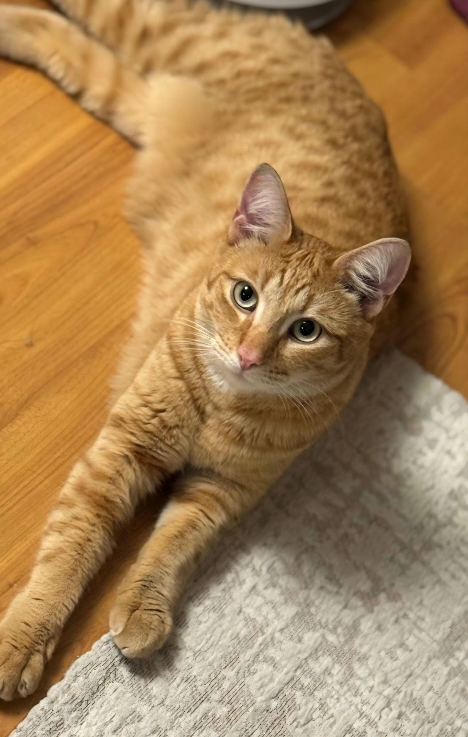 Enlarge Rusty, a Adoptable mixed breed in Campbell, CA image 2/2