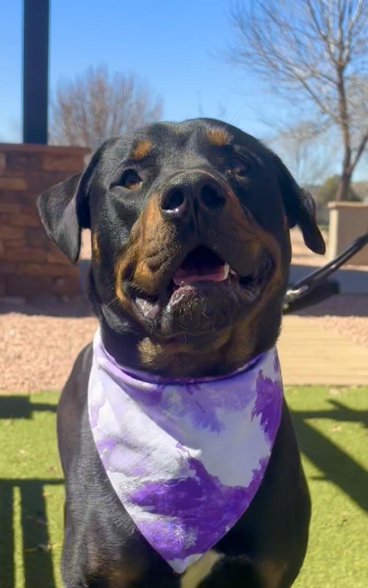 Thor, ADOPTABLE, Adult Male Rottweiler.