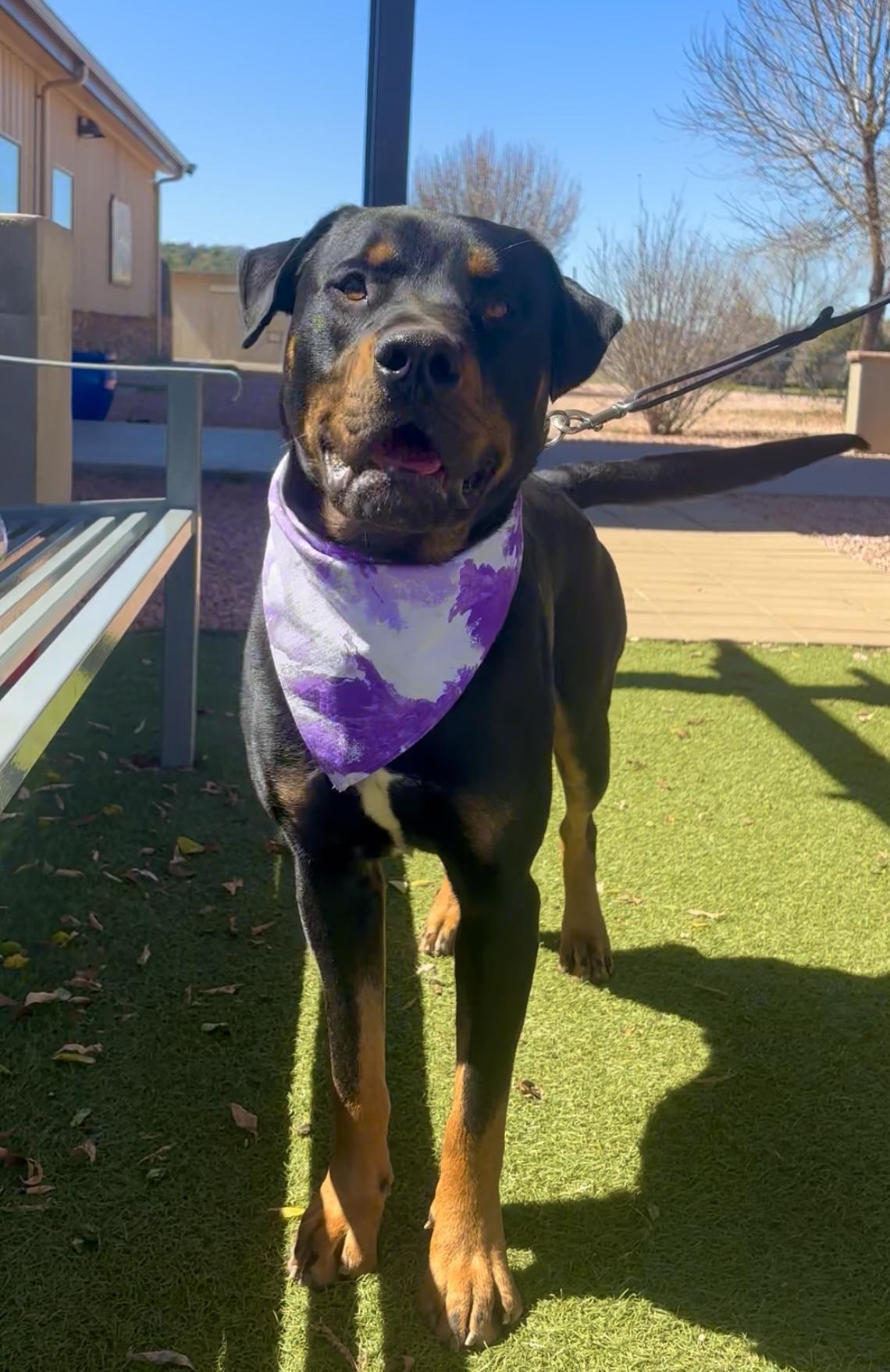 Enlarge Thor, a ADOPTABLE mixed breed in Payson, AZ image 2/3