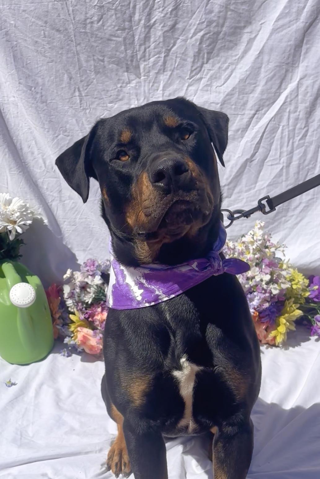 Enlarge Thor, a ADOPTABLE mixed breed in Payson, AZ image 3/3