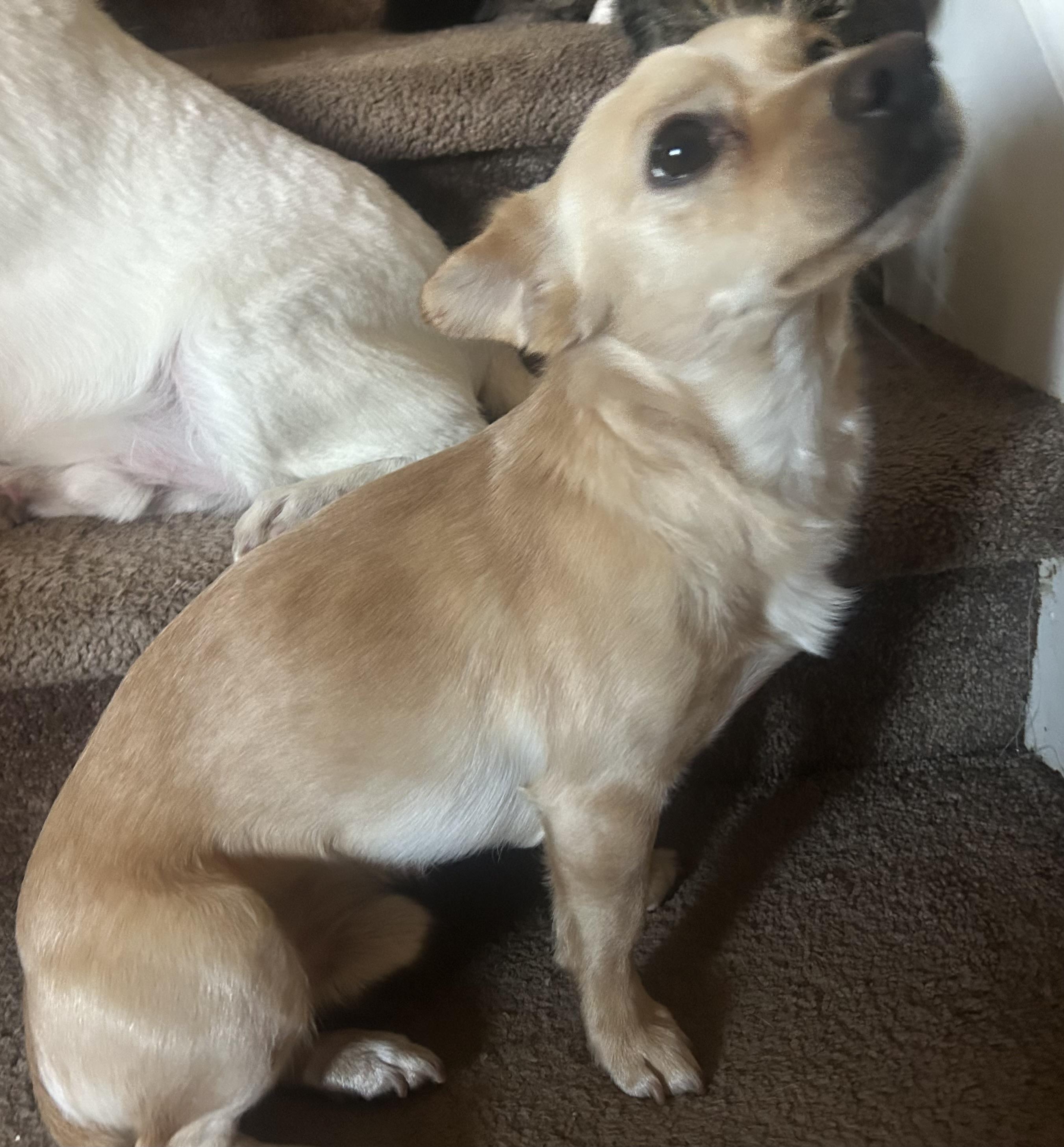 Enlarge Benjamin, a ADOPTABLE mixed breed in Cumming, GA image 2/2