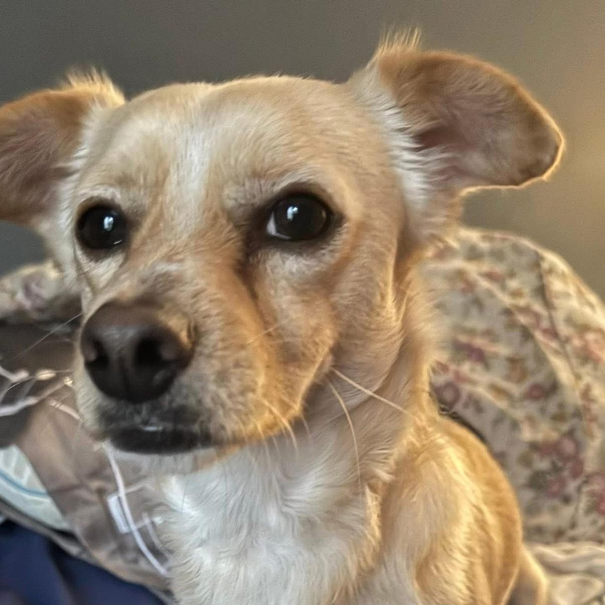 Enlarge Benjamin, a ADOPTABLE mixed breed in Cumming, GA image 1/2