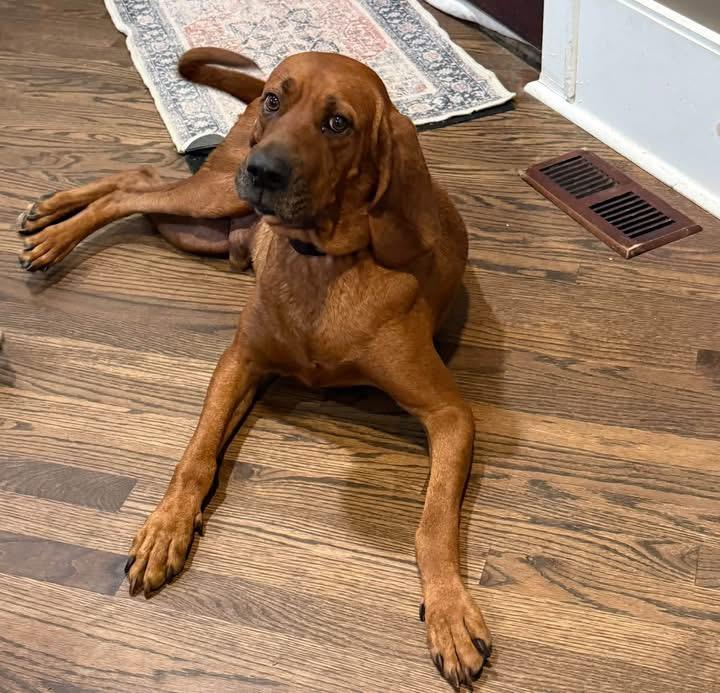 Lincoln, Adoptable, Adult Male Redbone Coonhound & Bloodhound.