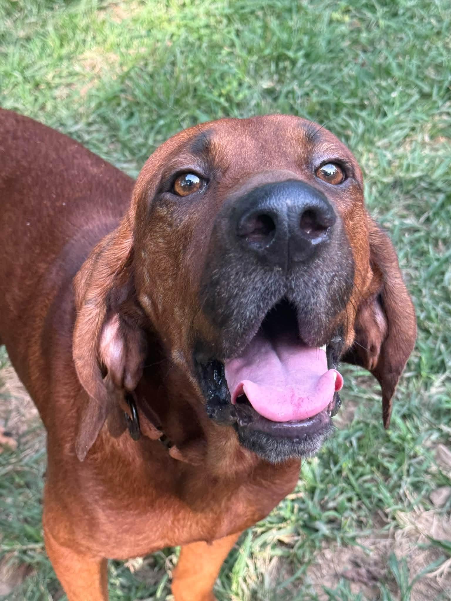 Enlarge Lincoln, a Adoptable mixed breed in Spring Hill, TN image 4/4