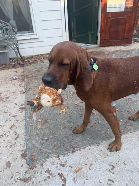 Enlarge Lincoln, a Adoptable mixed breed in Spring Hill, TN image 2/4