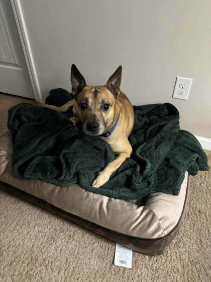 Skylar, a Adoptable mixed breed in Malvern, PA image 1/3