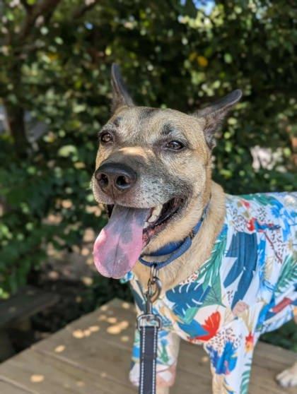 Skylar, a Adoptable mixed breed in Malvern, PA image 3/3