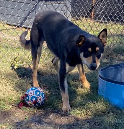 Nico fka Knotso, a Adoptable mixed breed in Conway, SC image 1/3