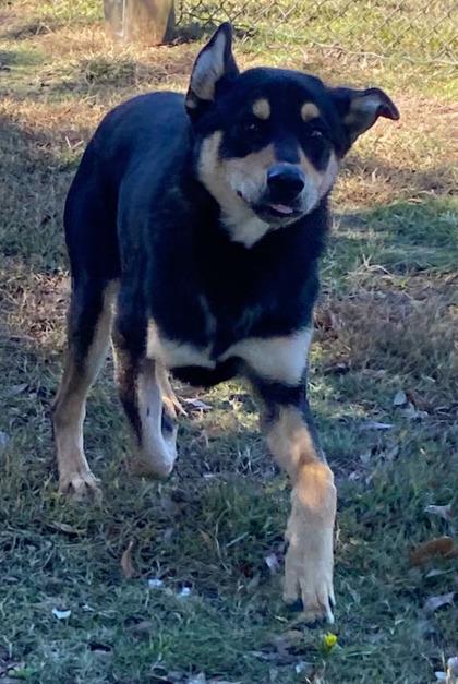 Nico fka Knotso, a Adoptable mixed breed in Conway, SC image 2/3