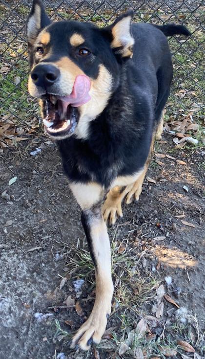 Nico fka Knotso, a Adoptable mixed breed in Conway, SC image 3/3