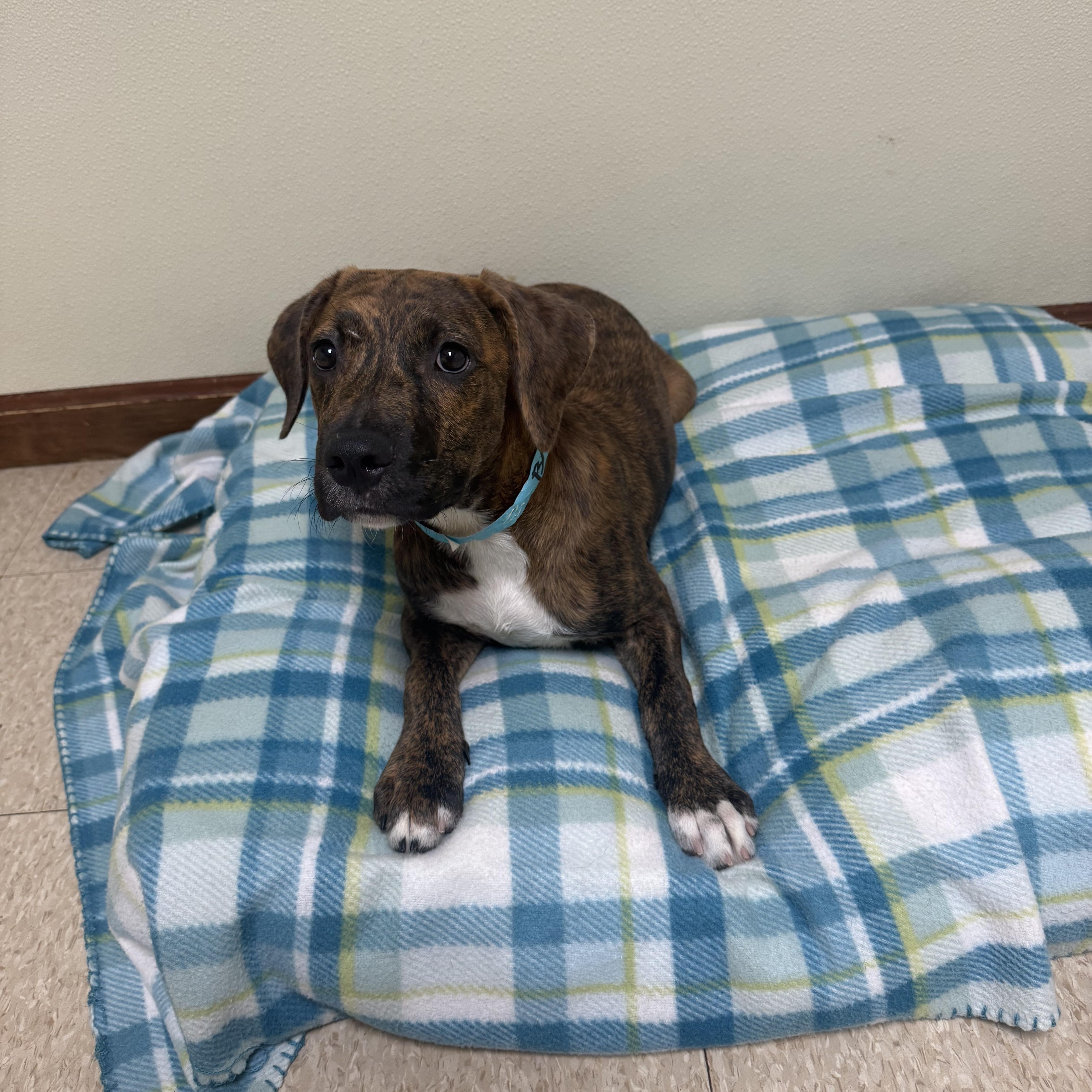 Bambam, a ADOPTABLE mixed breed in Douglas, MA image 5/6