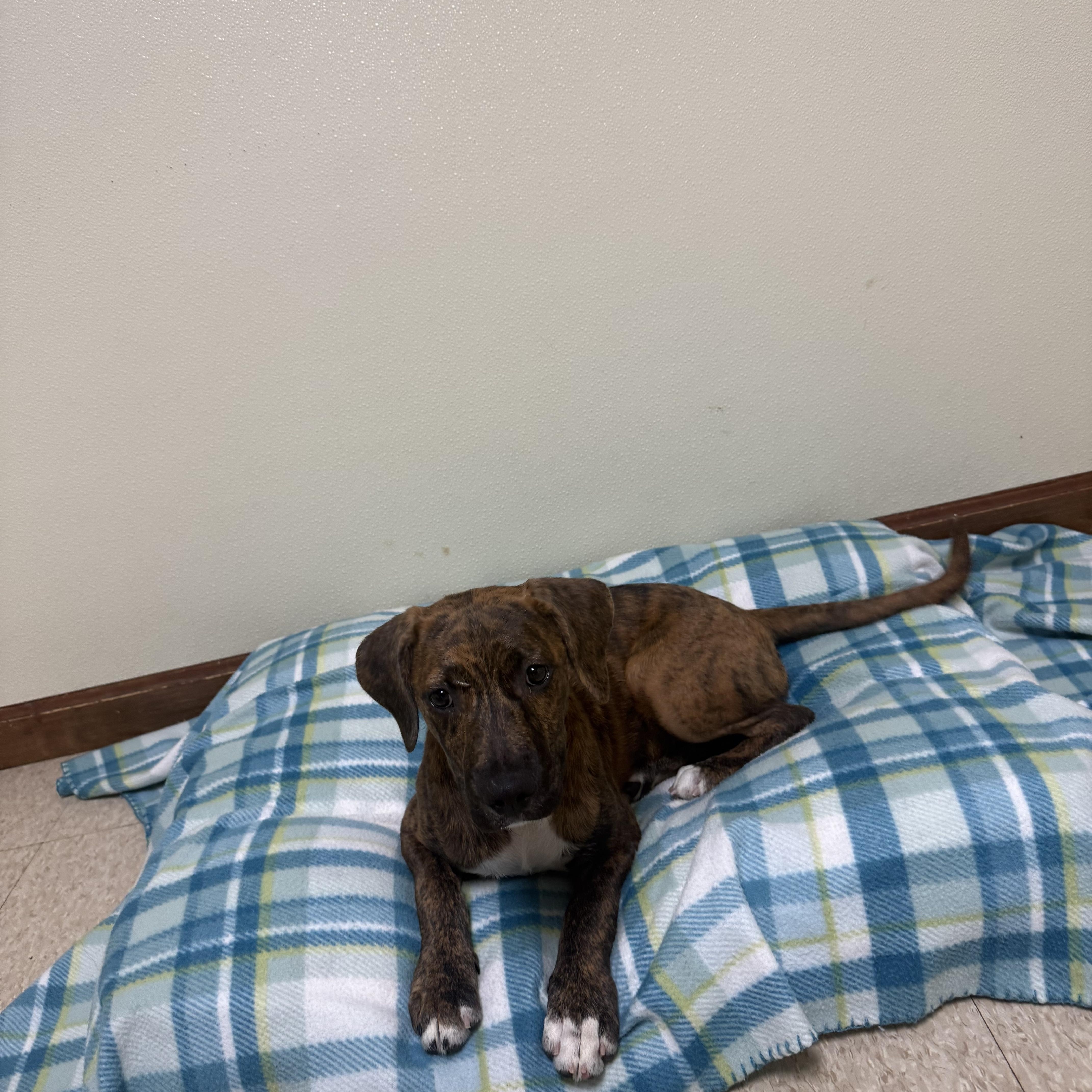 Bambam, ADOPTABLE, Puppy Male Mixed Breed.