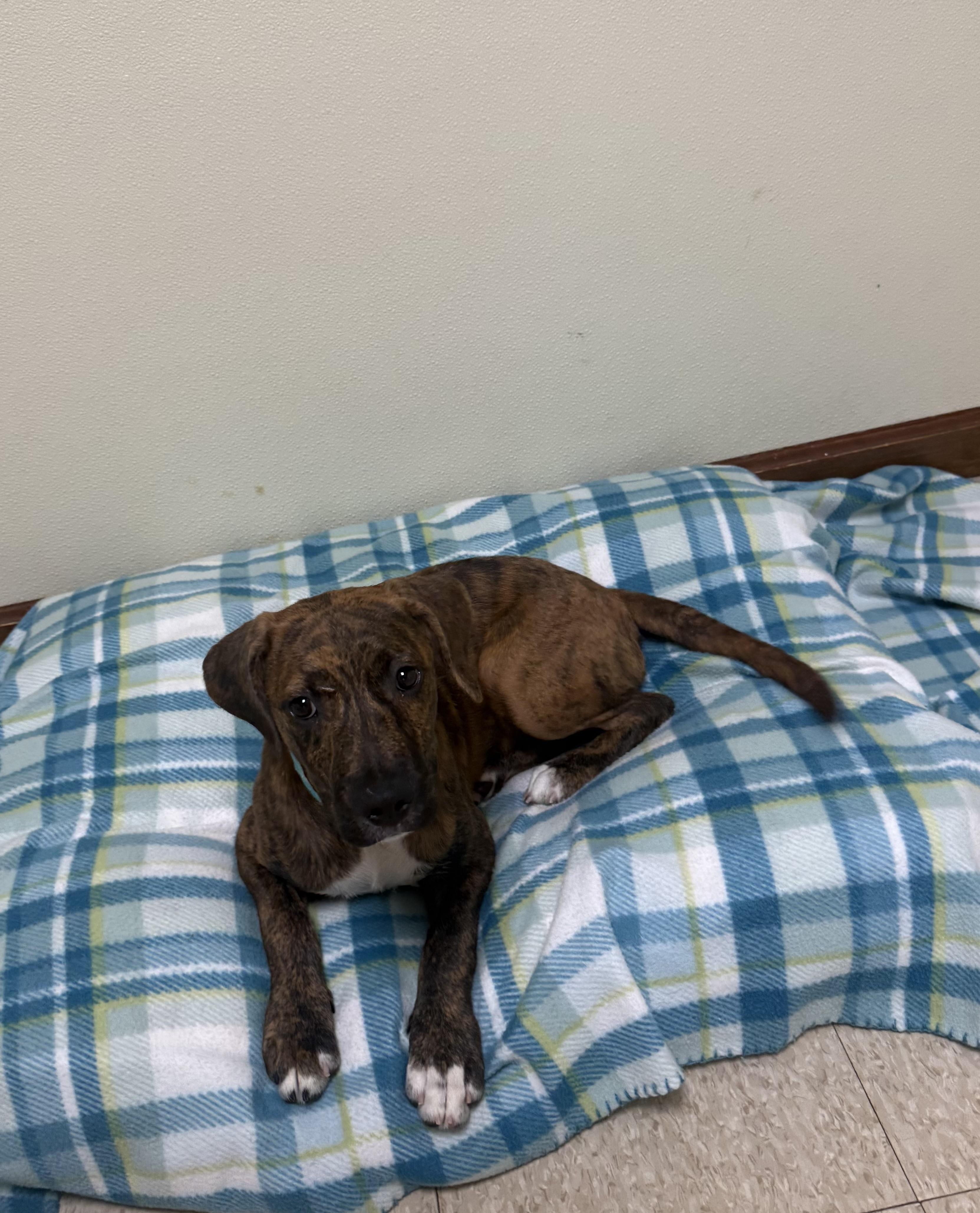 Bambam, a ADOPTABLE mixed breed in Douglas, MA image 6/6