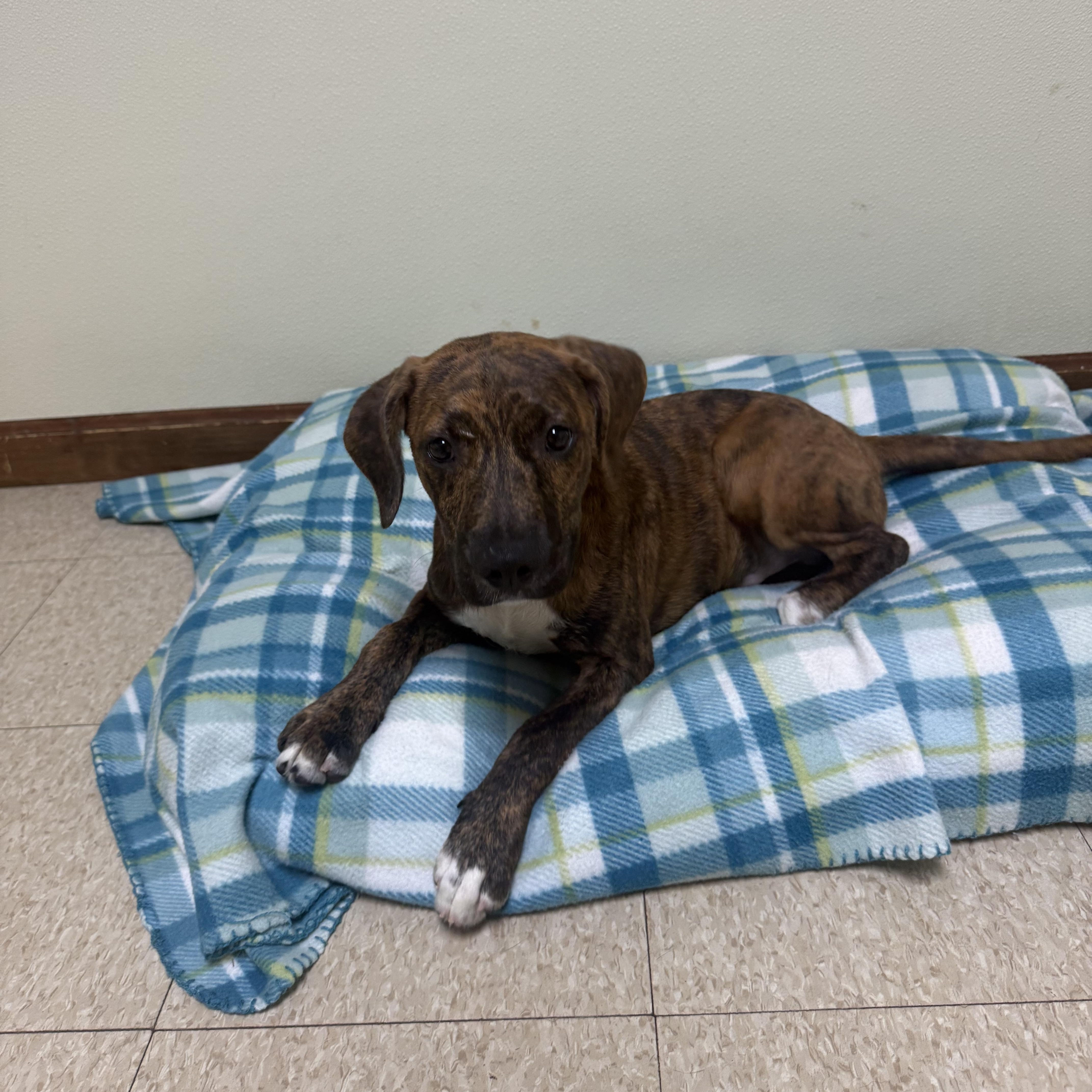 Bambam, a ADOPTABLE mixed breed in Douglas, MA image 4/6