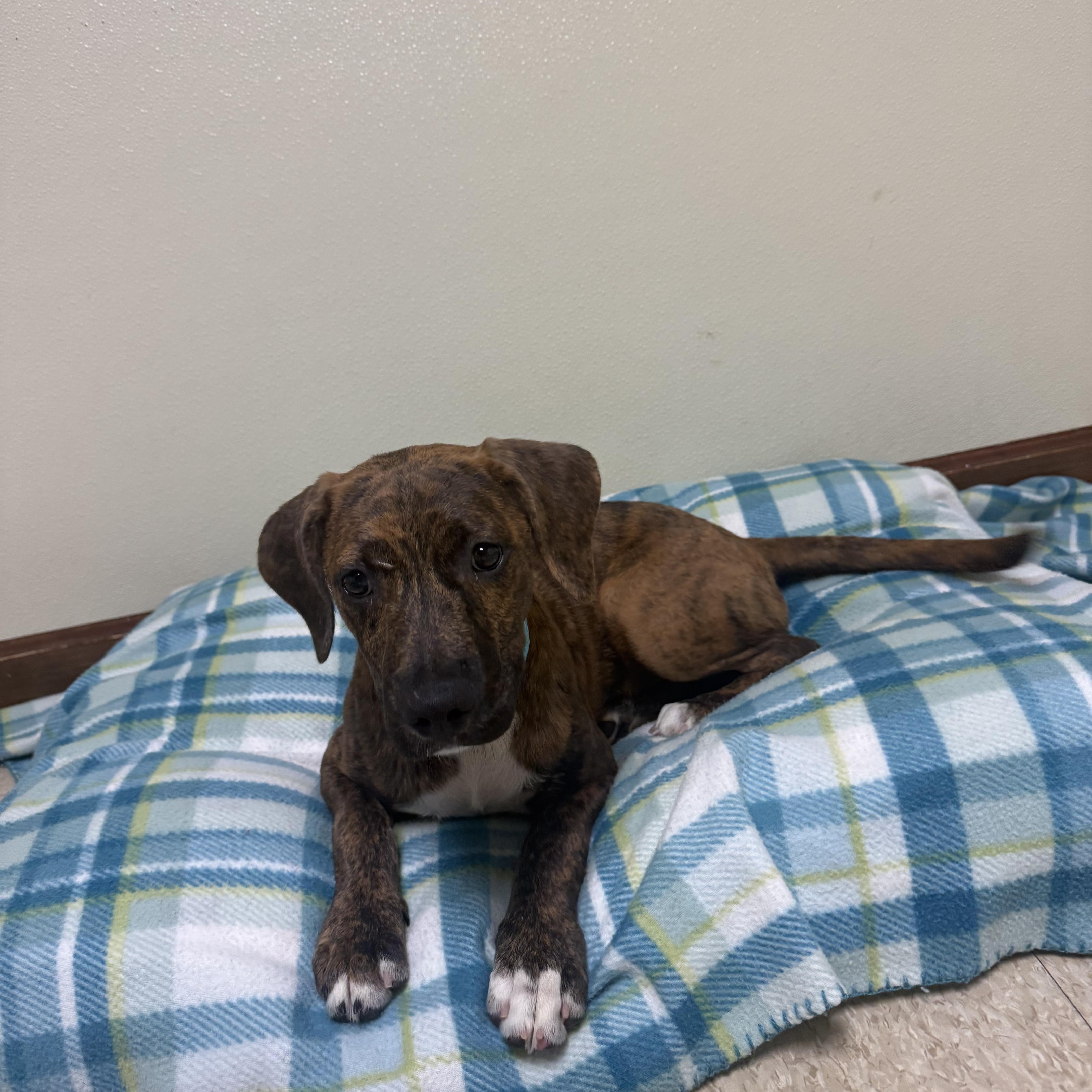 Bambam, a ADOPTABLE mixed breed in Douglas, MA image 2/6
