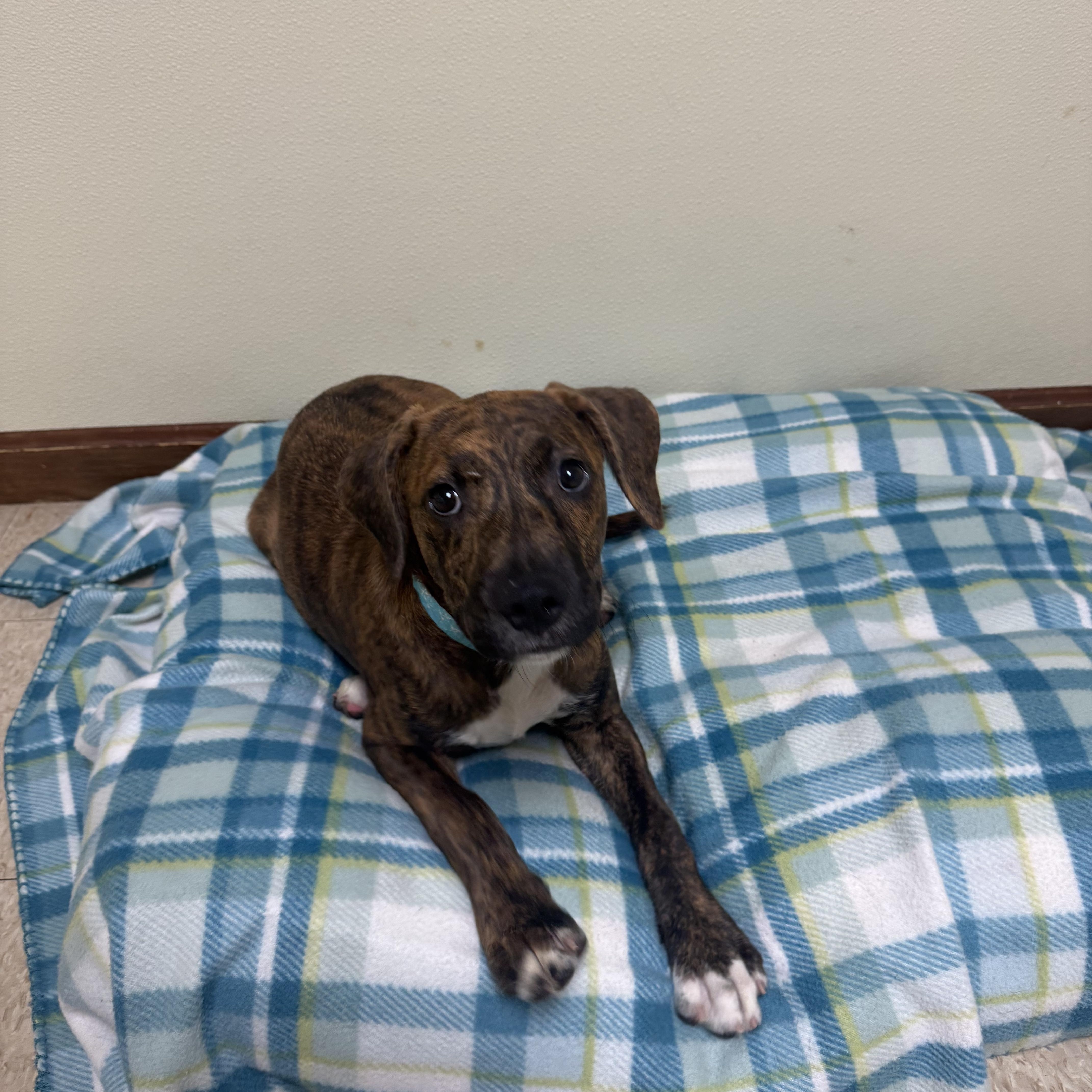 Bambam, a ADOPTABLE mixed breed in Douglas, MA image 3/6