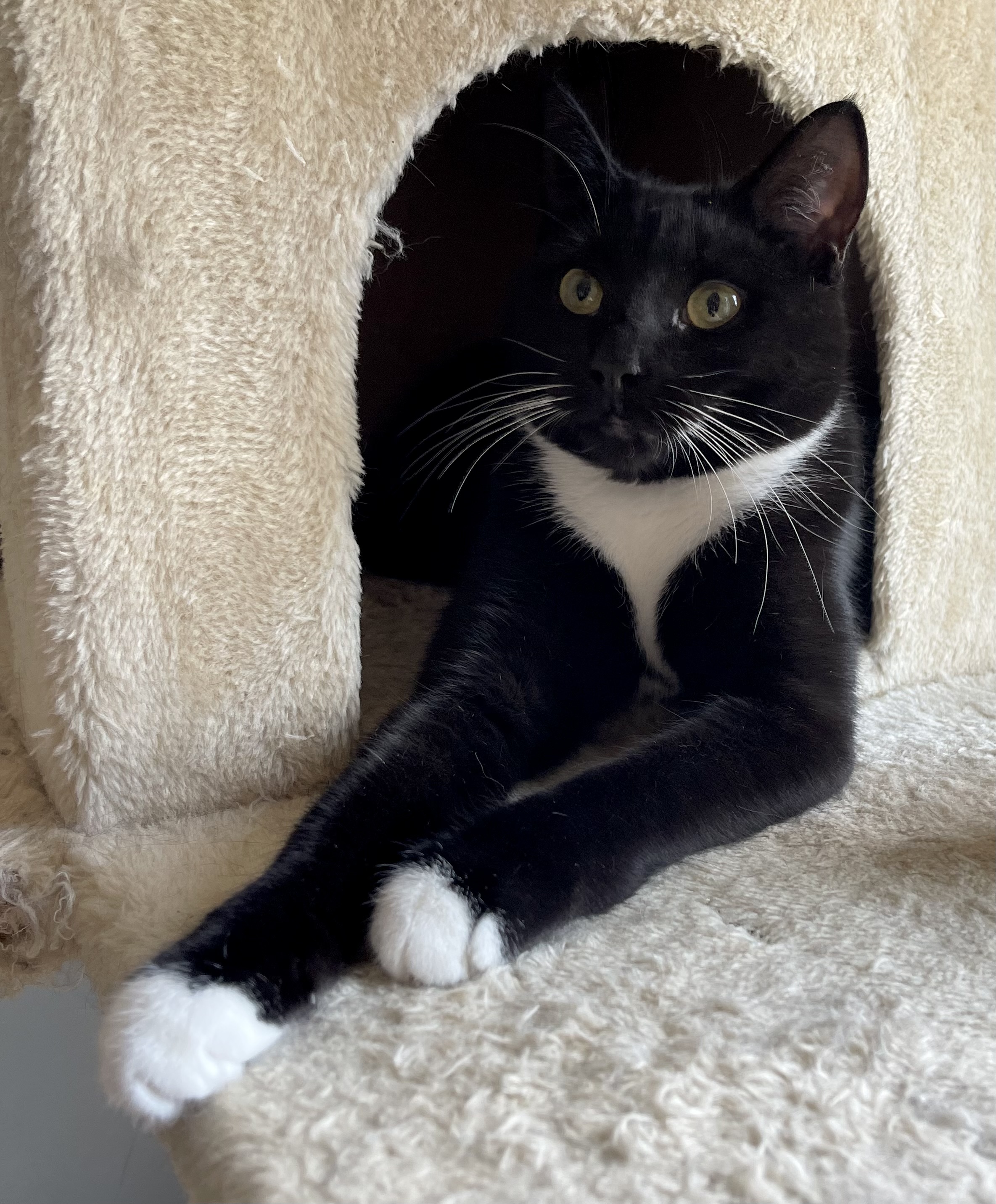 Enlarge Belle, a Adoptable Tuxedo in Auburn, GA image 1/1