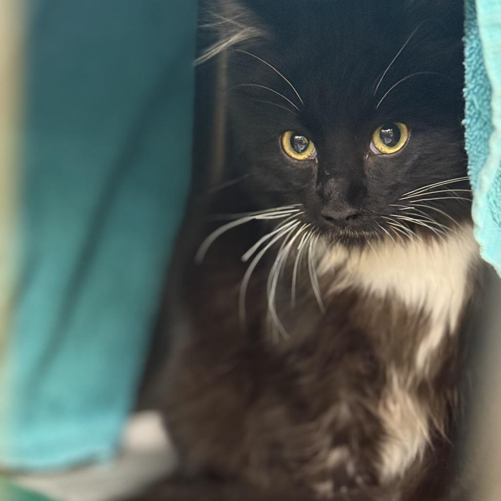 Torchie, Adoptable, Young Female Domestic Long Hair.