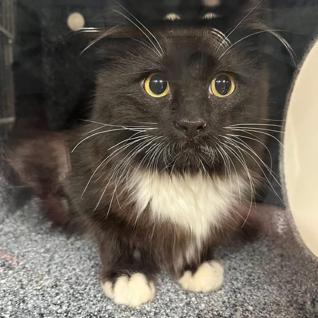 Enlarge Torchie, a Adoptable Domestic Long Hair in Pauls Valley, OK image 2/2