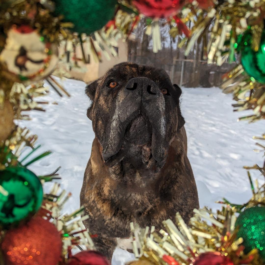 Enlarge Nippsey, a Adoptable mixed breed in New Windsor, NY image 1/2