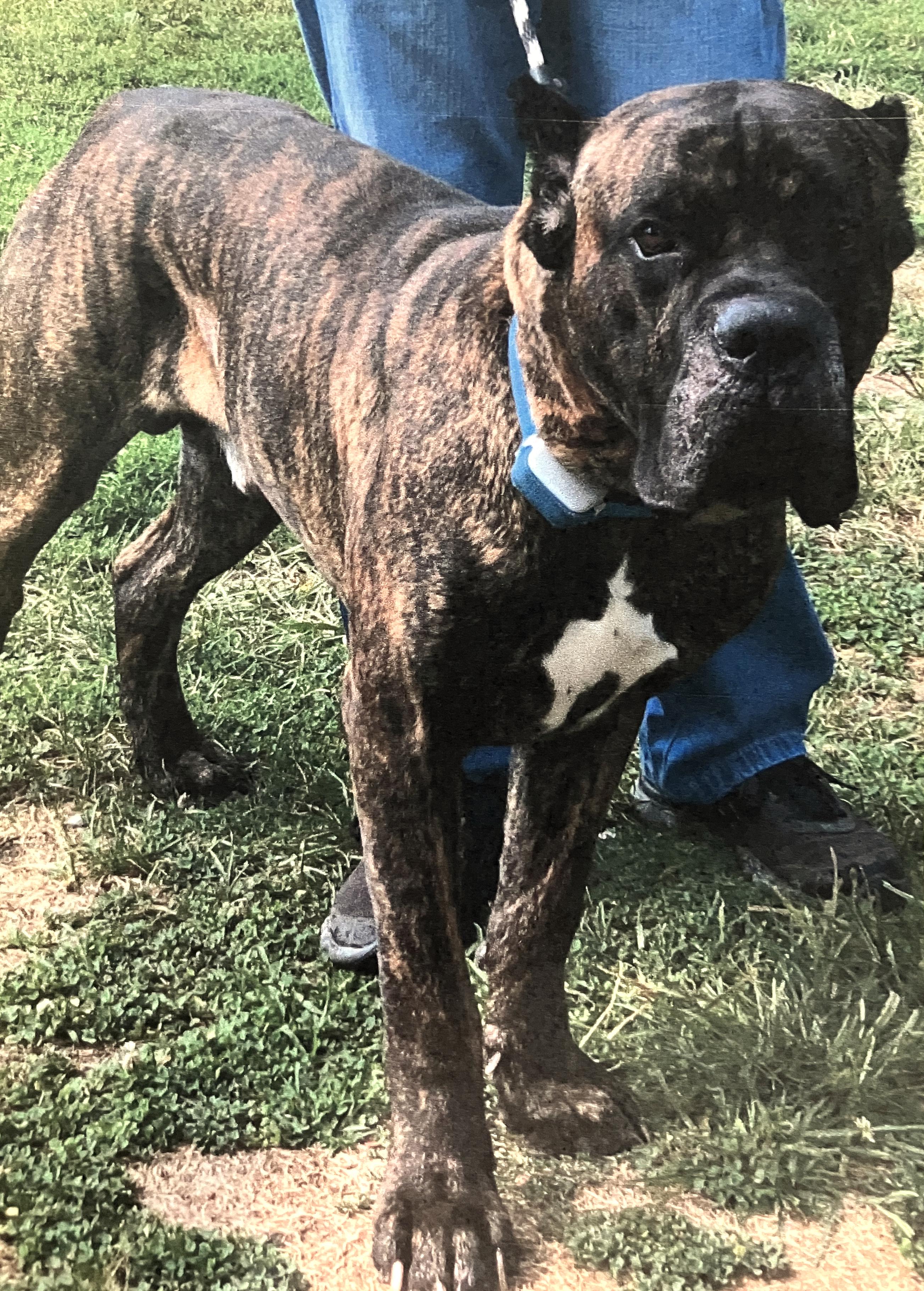 Enlarge Nippsey, a Adoptable mixed breed in New Windsor, NY image 2/2