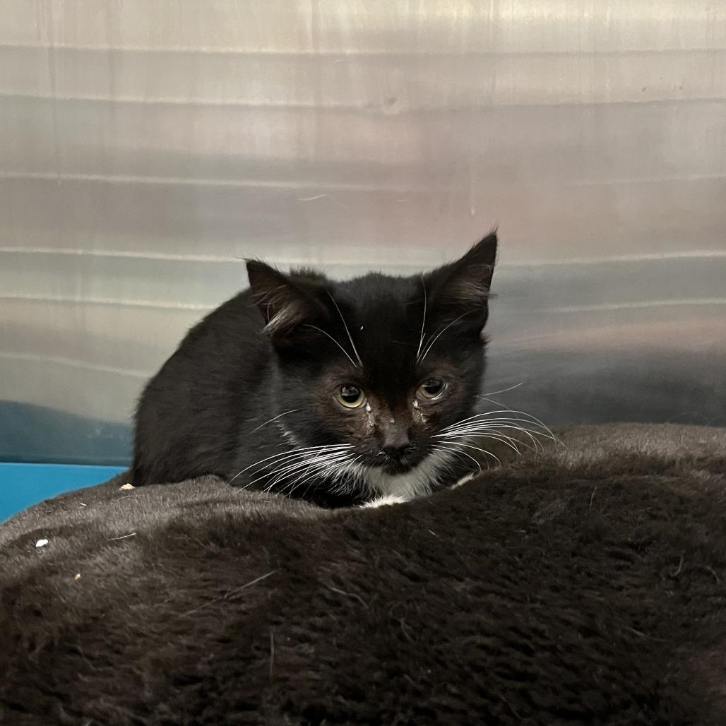 Angel Food Cake — thumbnail 3