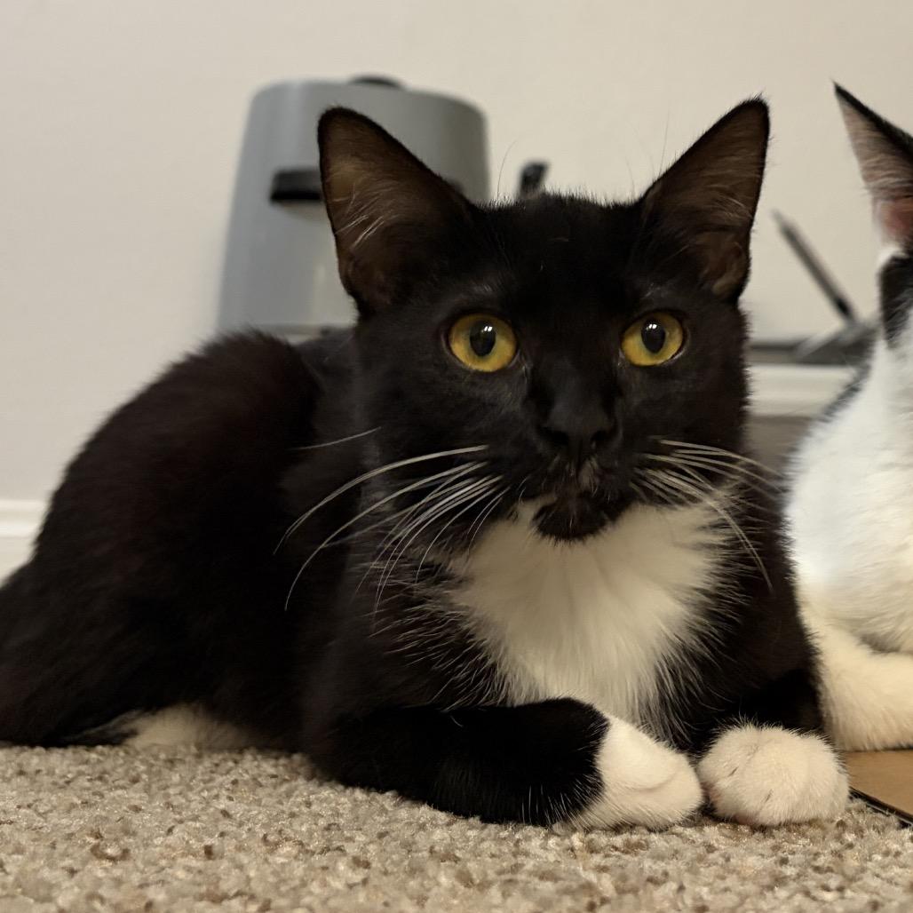 Angel Food Cake — thumbnail 4