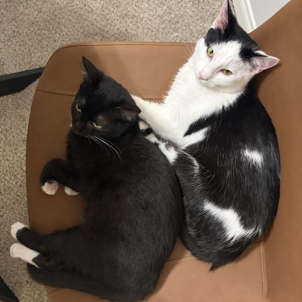 Angel Food Cake — thumbnail 6