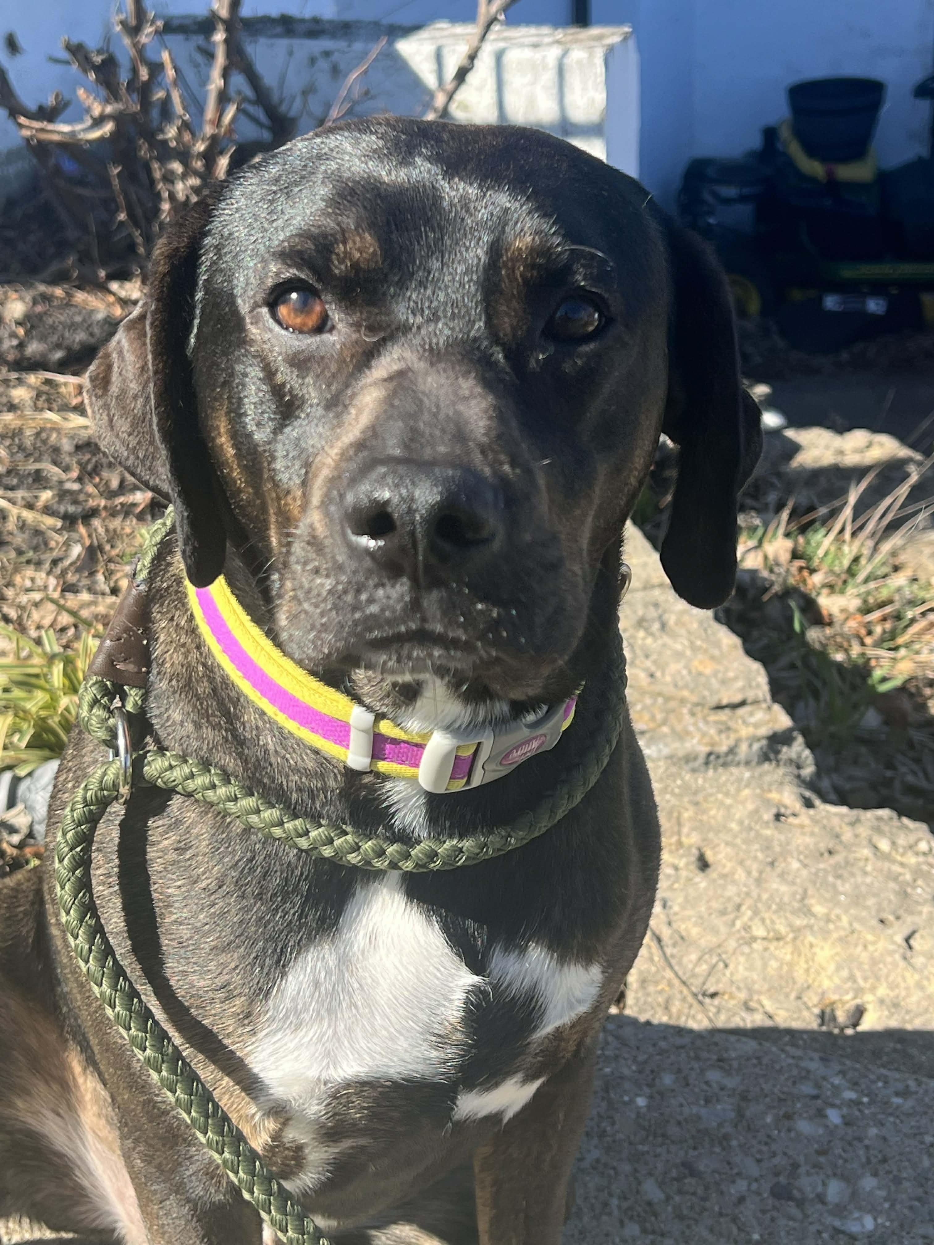 Enlarge Trevor, a ADOPTABLE mixed breed in Lewisville, IN image 1/4