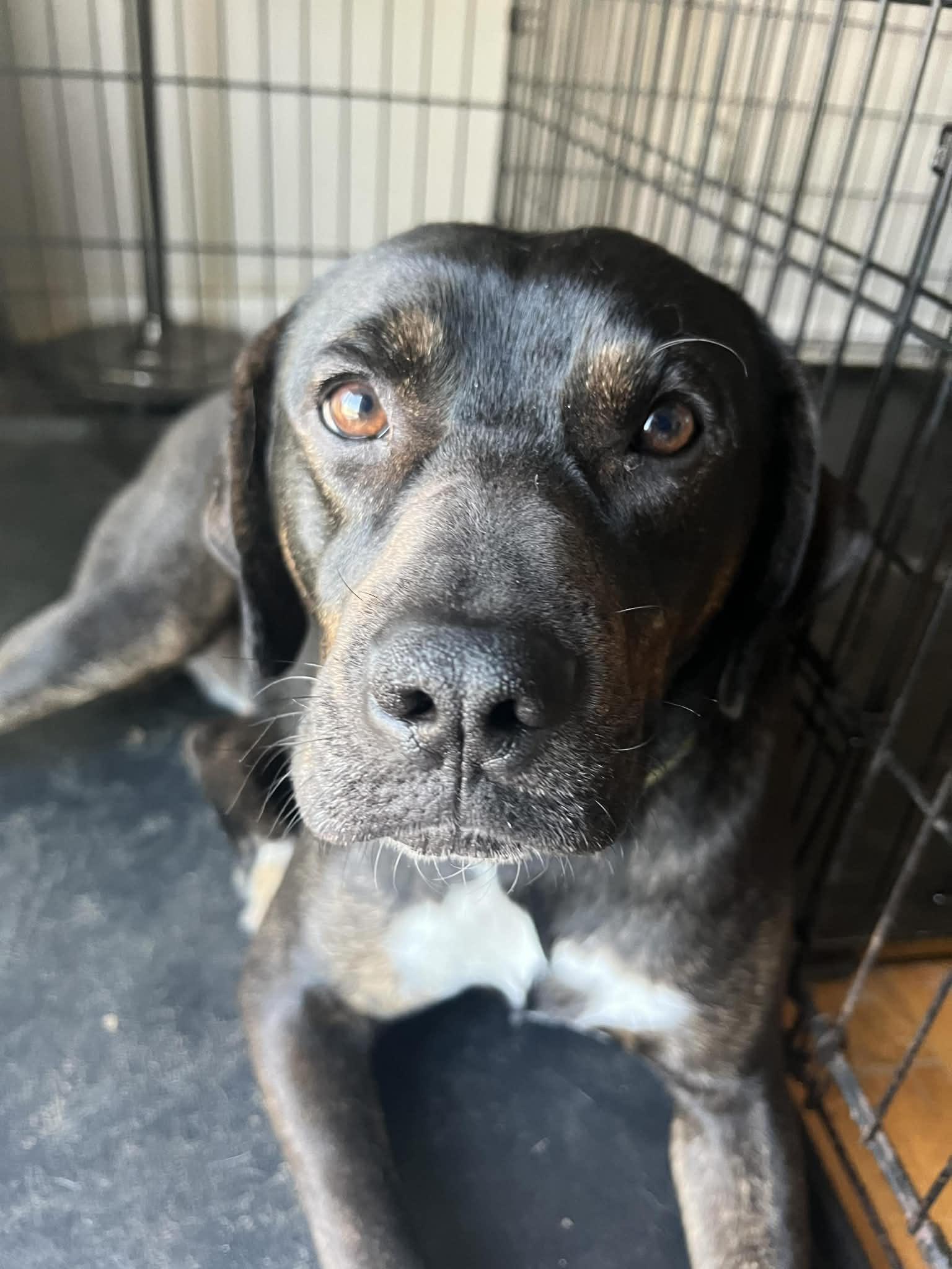 Enlarge Trevor, a ADOPTABLE mixed breed in Lewisville, IN image 4/4