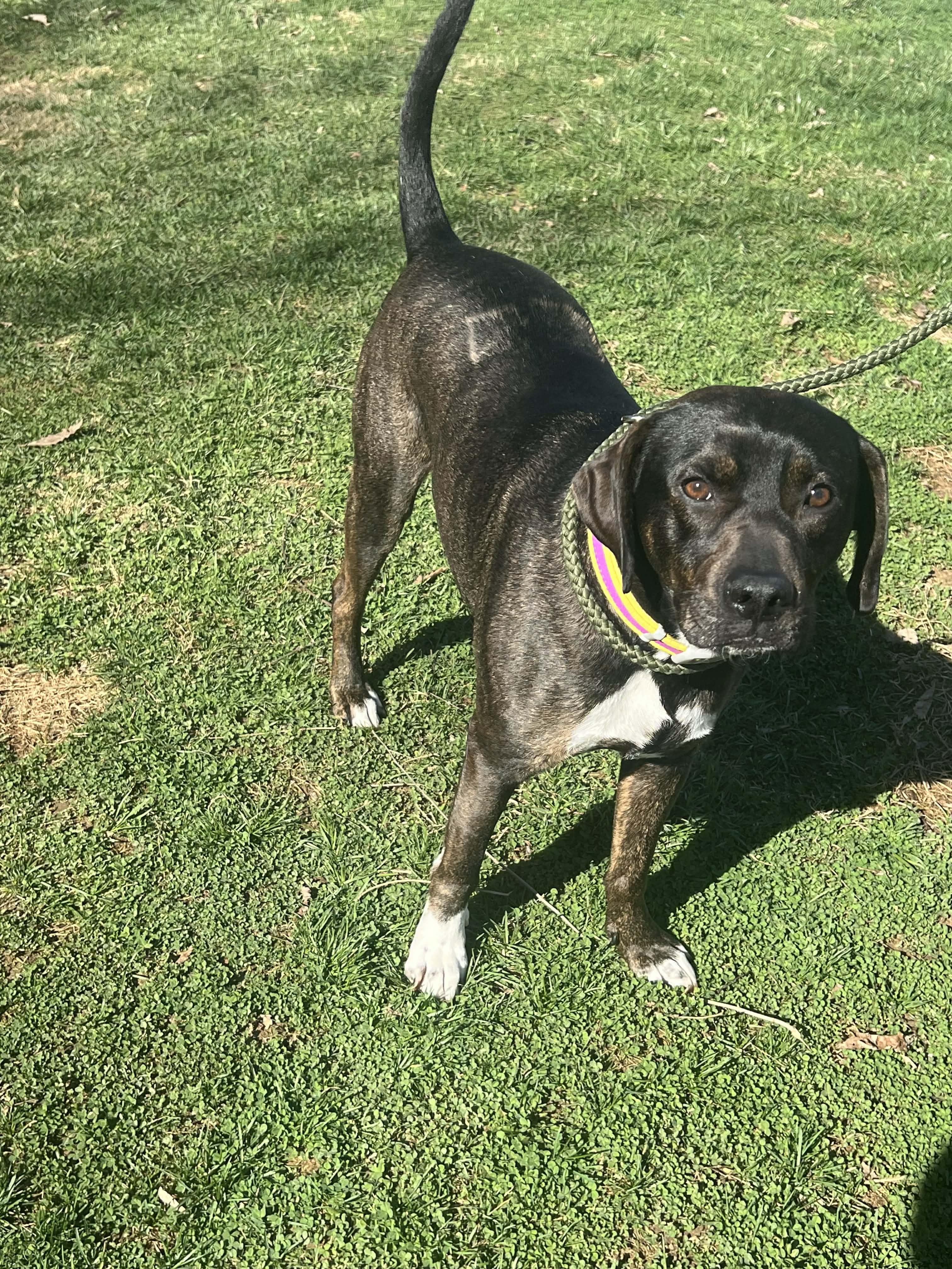 Enlarge Trevor, a ADOPTABLE mixed breed in Lewisville, IN image 2/4