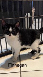 Enlarge Finnegan, a Adoptable Domestic Short Hair in Oakland Park, FL image 2/3