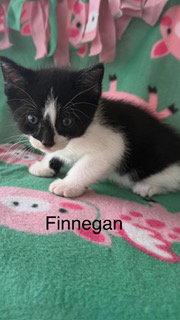 Enlarge Finnegan, a Adoptable Domestic Short Hair in Oakland Park, FL image 3/3