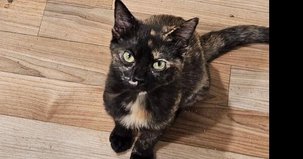 Enlarge Snickerdoodle, a Adoptable Domestic Short Hair in Thatcher, AZ image 1/1