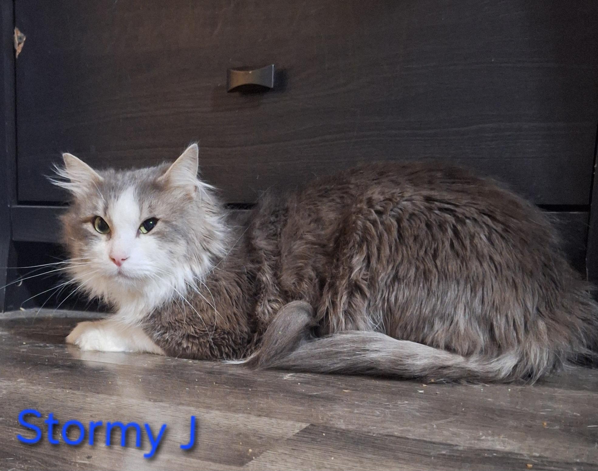 Stormy J, an adopted Domestic Long Hair in Kearney, NE image 2/2