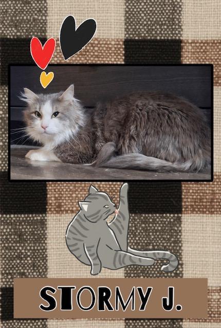 Stormy J, adopted, Adult Male Domestic Long Hair.