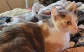 Minnie, Adoptable, Adult Female Domestic Short Hair.