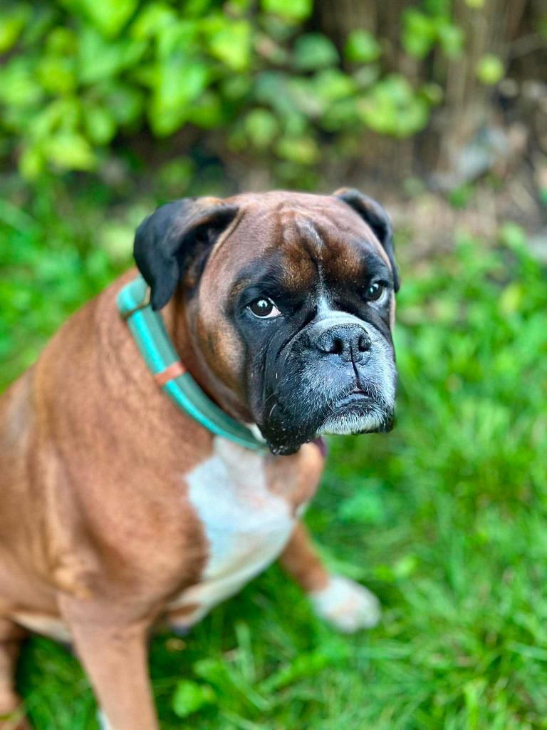 Raine, Adoptable, Adult Female Boxer.