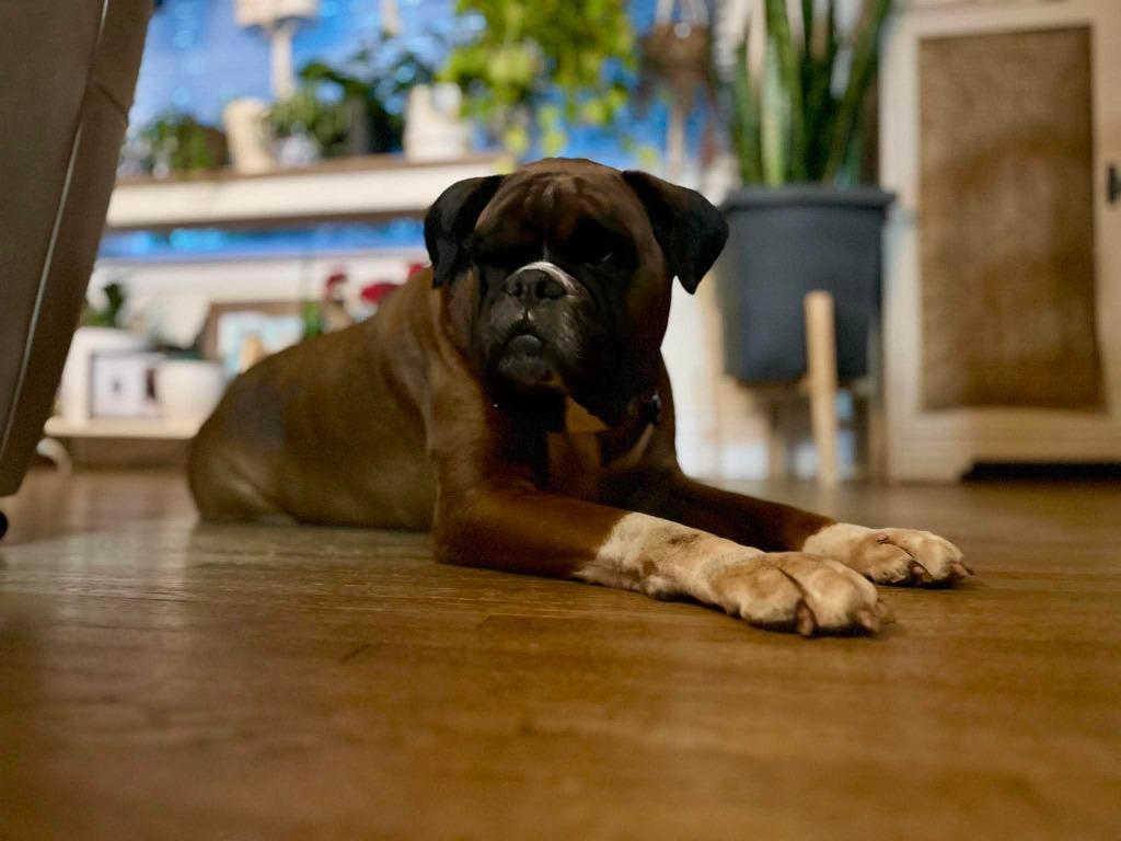 Enlarge Raine, a Adoptable Boxer in Toronto, ON image 2/3