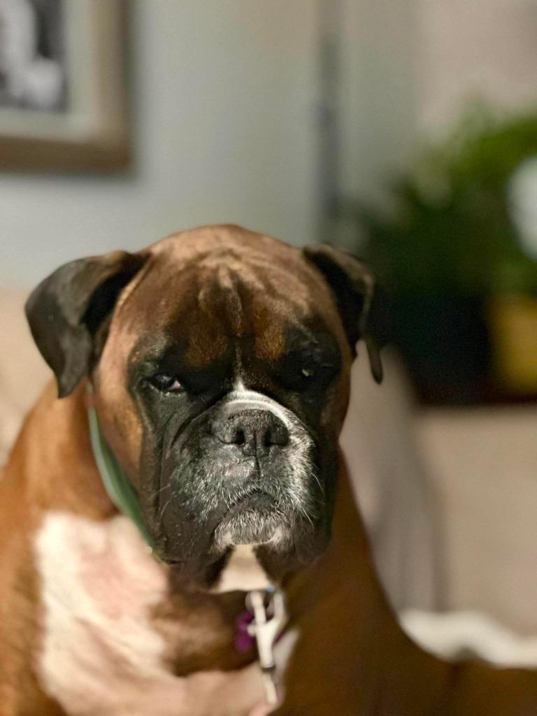 Enlarge Raine, a Adoptable Boxer in Toronto, ON image 3/3