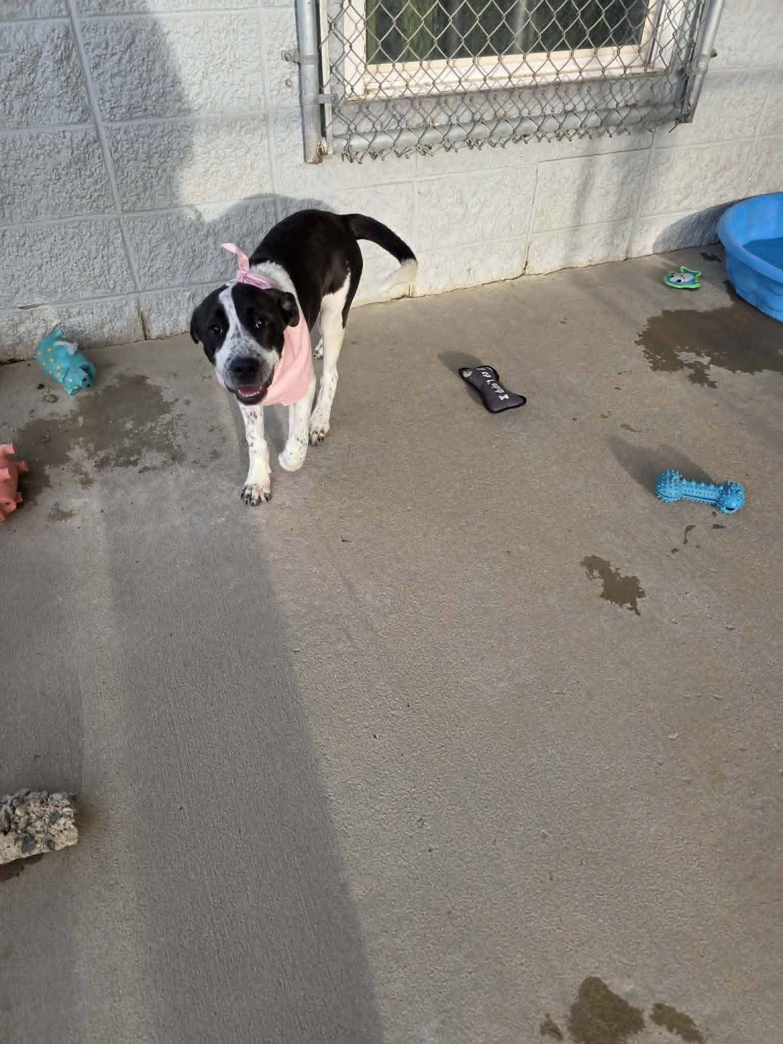 Enlarge Zoe, a ADOPTABLE mixed breed in Fort Payne, AL image 3/6