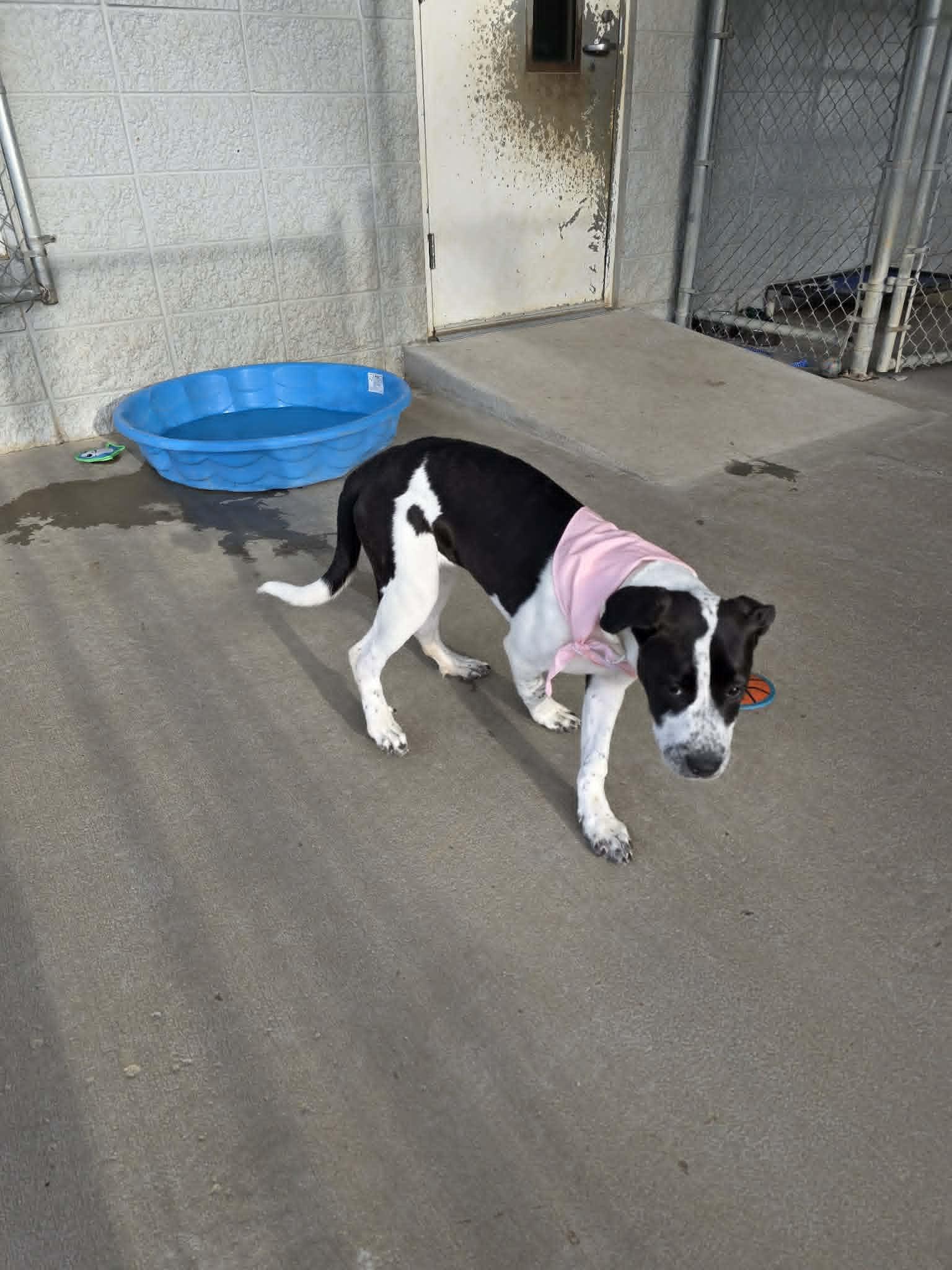 Enlarge Zoe, a ADOPTABLE mixed breed in Fort Payne, AL image 2/6