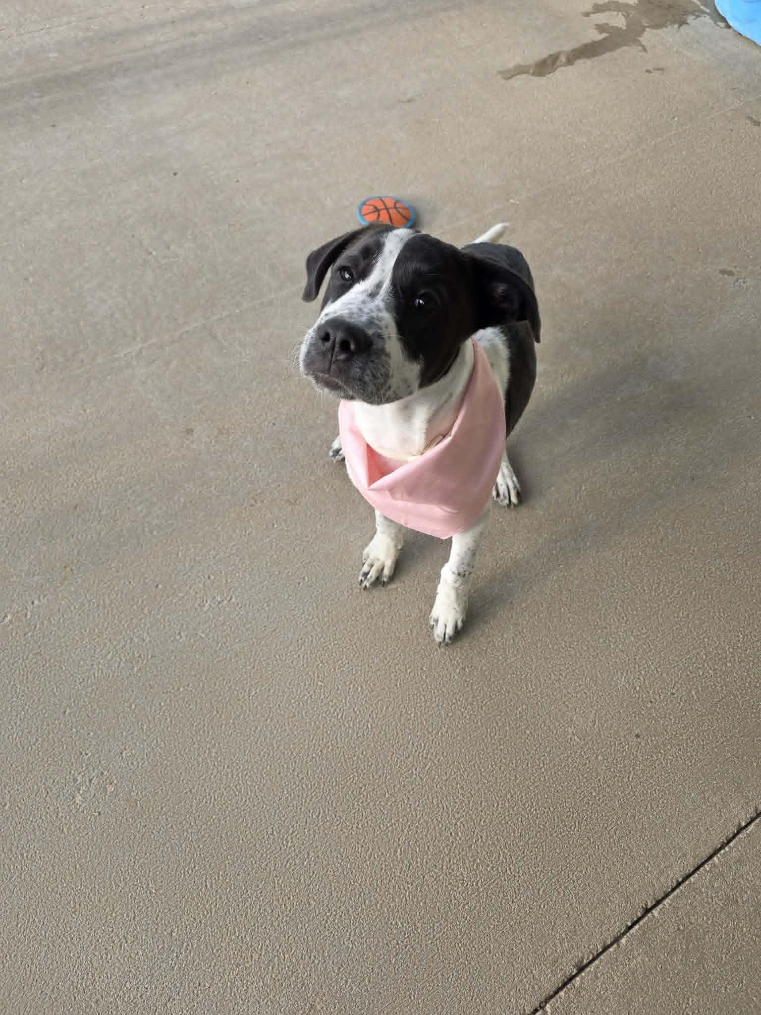 Enlarge Zoe, a ADOPTABLE mixed breed in Fort Payne, AL image 4/6