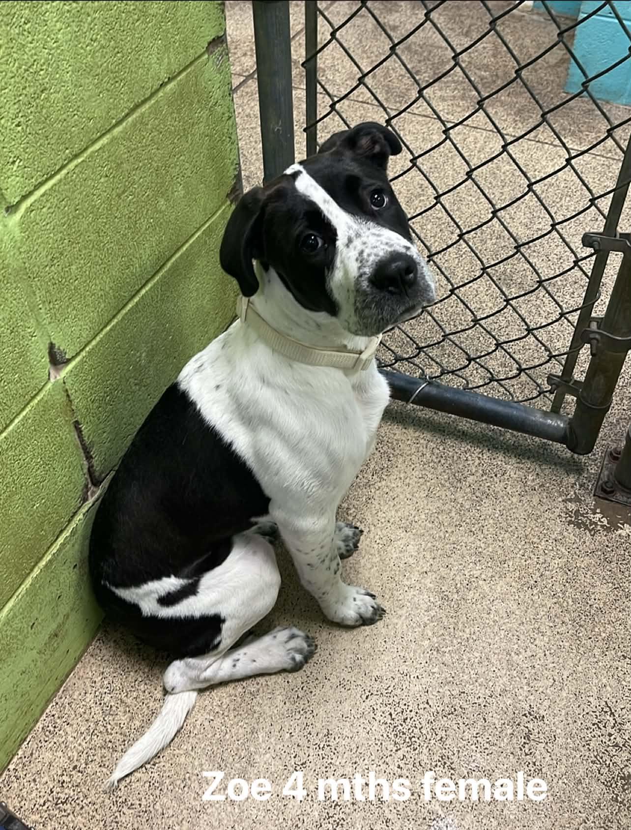 Zoe, ADOPTABLE, Puppy Female Hound & Great Dane.