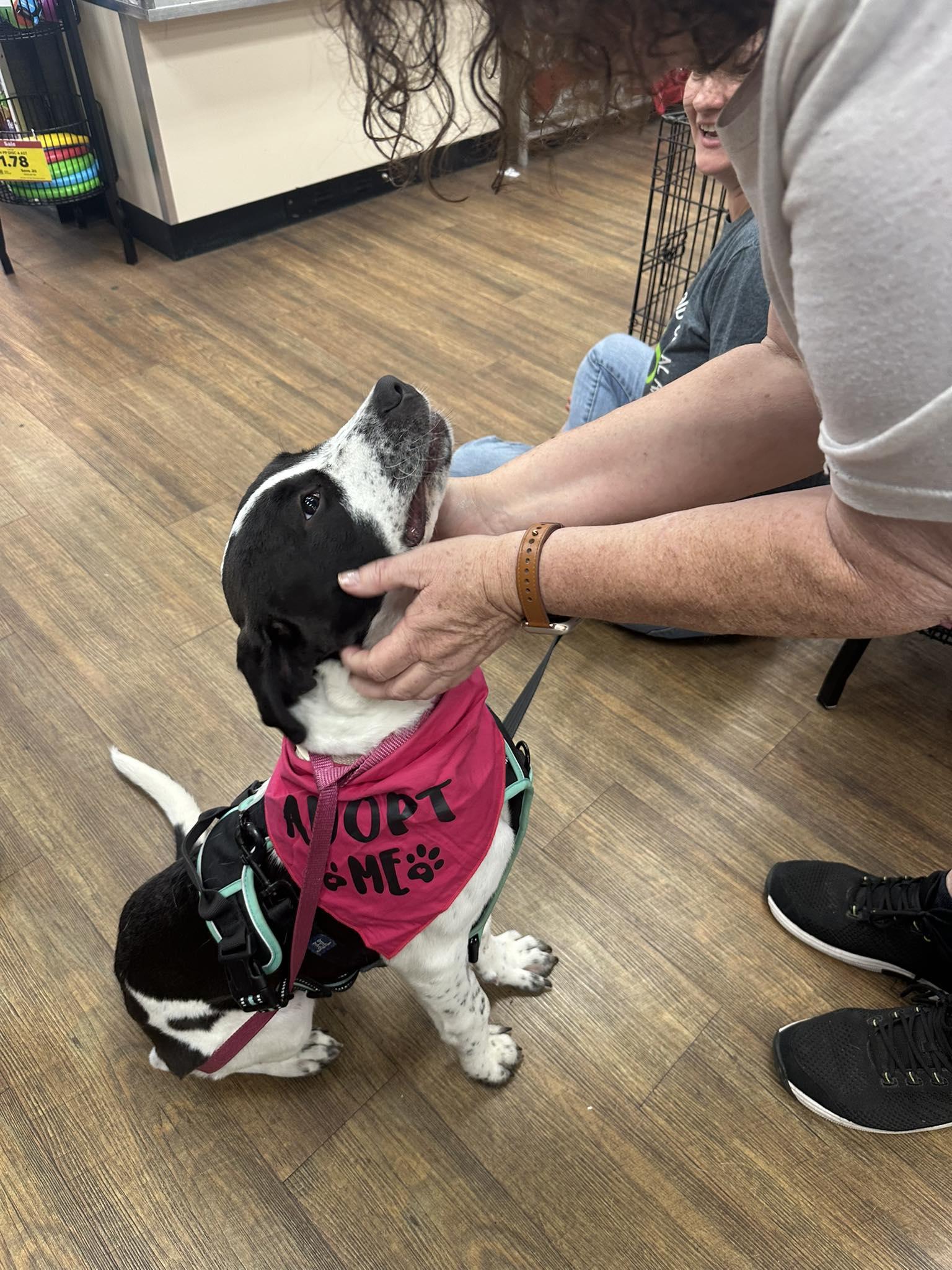 Enlarge Zoe, a ADOPTABLE mixed breed in Fort Payne, AL image 6/6