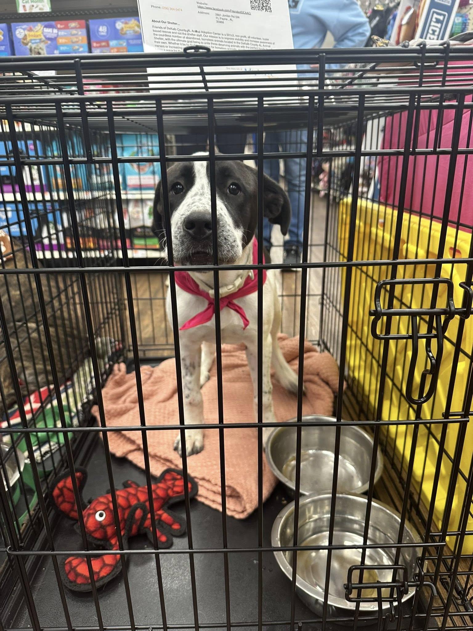 Enlarge Zoe, a ADOPTABLE mixed breed in Fort Payne, AL image 5/6